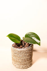 Scindapsus treubii "green form"